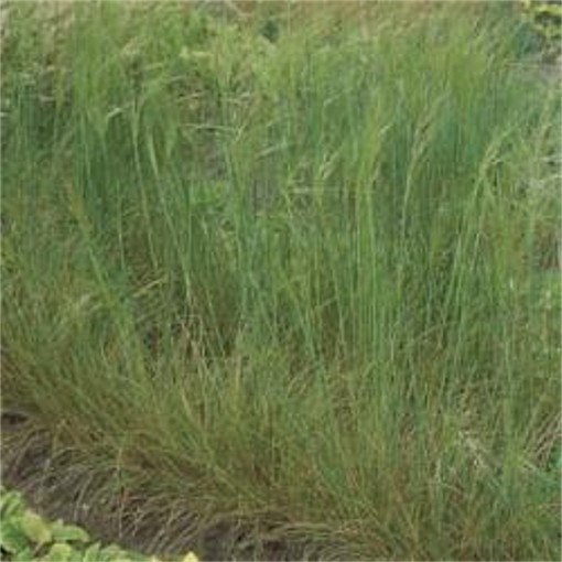 Image - Hairy feather grass